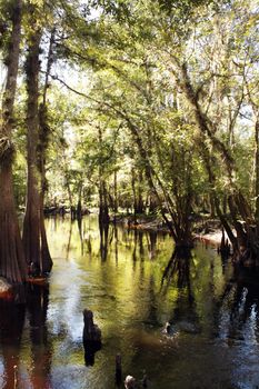 Cypress "knees" in a small tropical river.