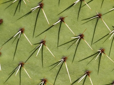 Photo of Green Cactus Plant Background