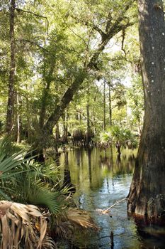 Cypress "knees" in a small tropical river.