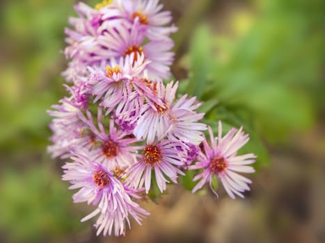 Pink Daisy Flower Over Green Background