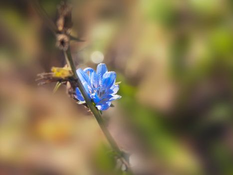 Single Blue Chicory Flower