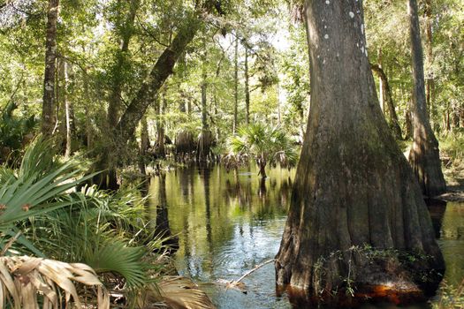 Cypress "knees" in a small tropical river.