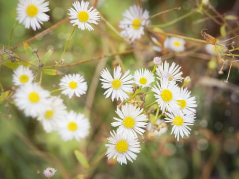 White Daisy Flower Over Green Background