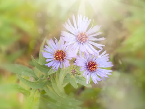 Violet Daisy Flower Over Green Background