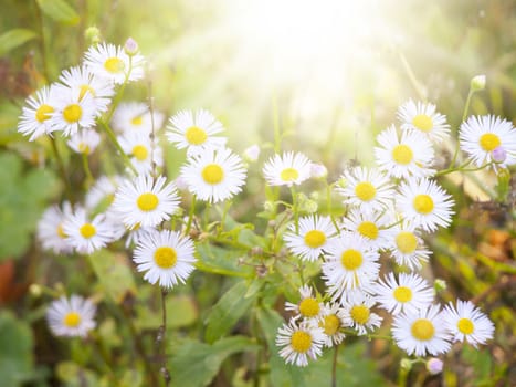White Daisy Flower Over Green Background
