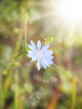 Single Blue Chicory Flower Over Sunny Background