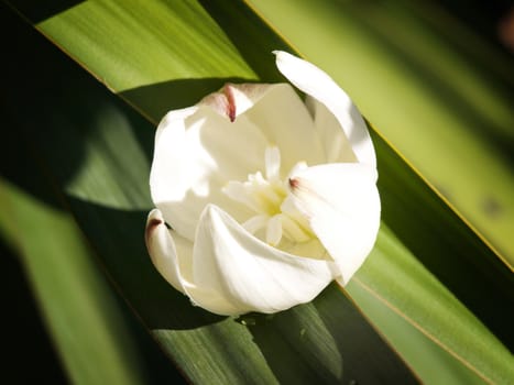 White Tropical Flower at Green Leaves