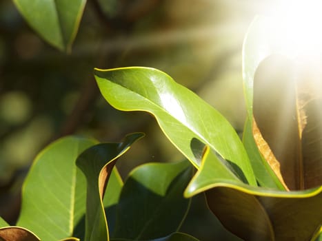 Magnolia Green Leaves Over Sunny Background