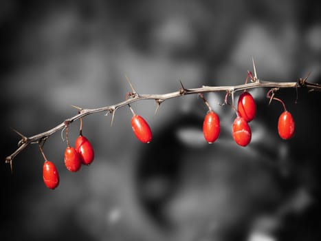 Contrast Red Barberry Over Desaturated Background