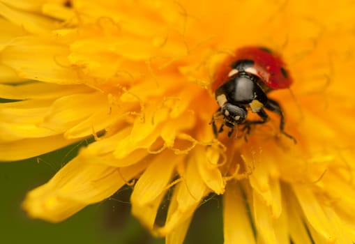 Ladybug