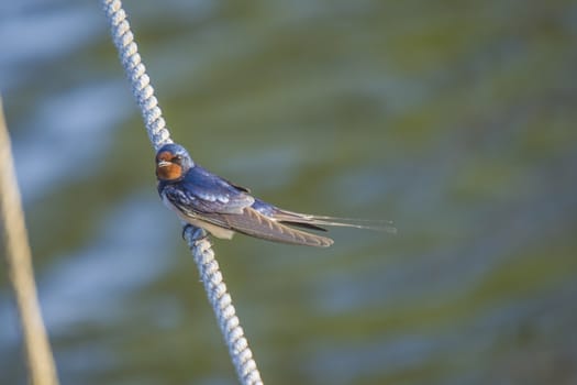 The picture of Barn Swallow, Hirundo rustica is shot by the Tista River in Halden, Norway.