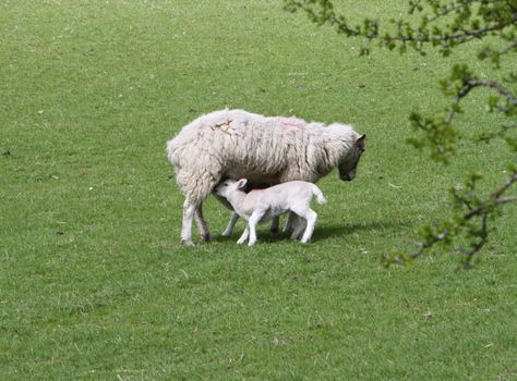 Ewe and lamb