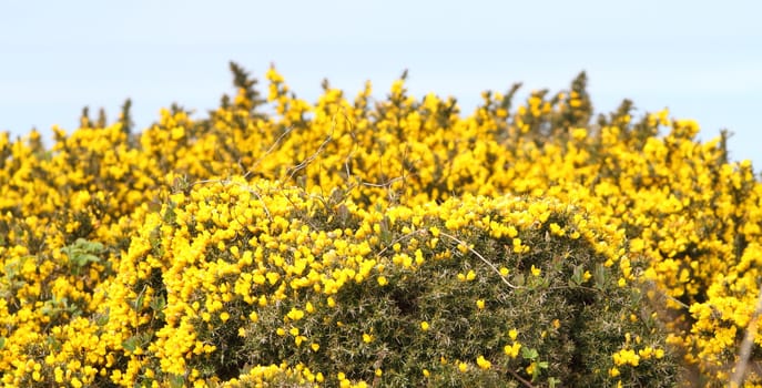 yellow gorse