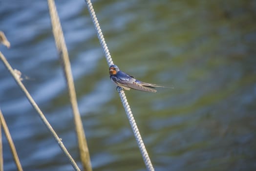 The picture of Barn Swallow, Hirundo rustica is shot by the Tista River in Halden, Norway.