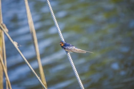 The picture of Barn Swallow, Hirundo rustica is shot by the Tista River in Halden, Norway.