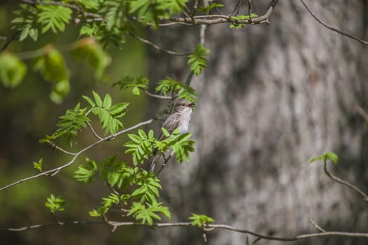 The image of the Eurasian Skylark is shot in Refne forest in Halden, Norway