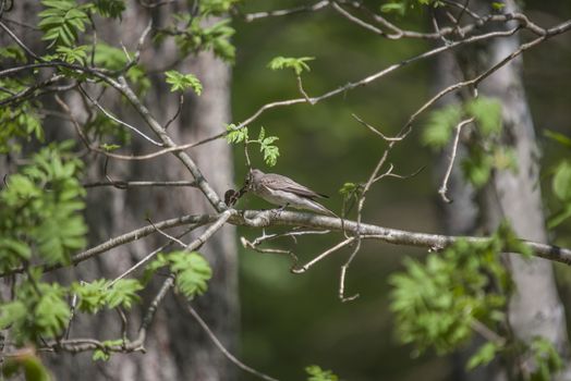 The image of the Eurasian Skylark is shot in Refne forest in Halden, Norway