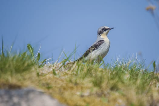 The image of wheatear, Oenanthe Oenanthe is shot by the walls of Fredriksten fortress in Halden, Norway