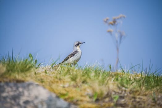 The image of wheatear, Oenanthe Oenanthe is shot by the walls of Fredriksten fortress in Halden, Norway