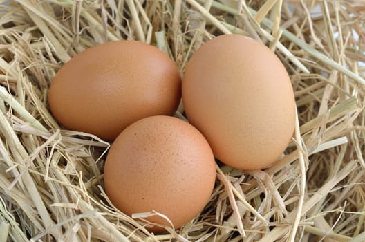 eggs in nest at chicken farm