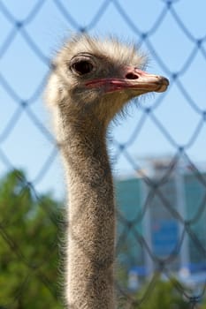 Ostrich head on  long neck in  zoo, Russia.