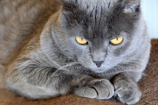 Image of cat's portrait with yellow eyes 