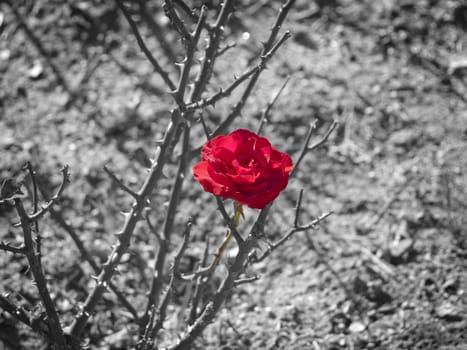 Contrast Red Rose Over Desaturated Background