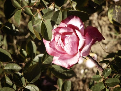 Single Pink Rose in The Garden