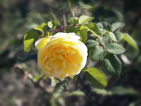 Single Yellow Rose in The Garden