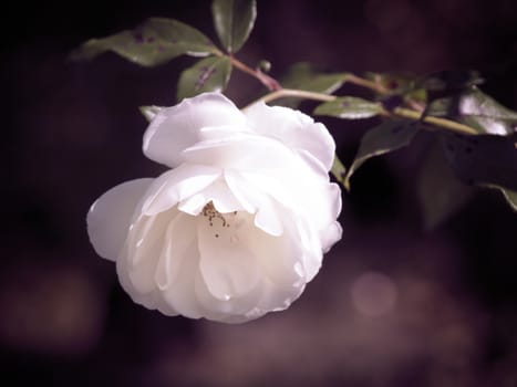 Single White Rose in The Garden