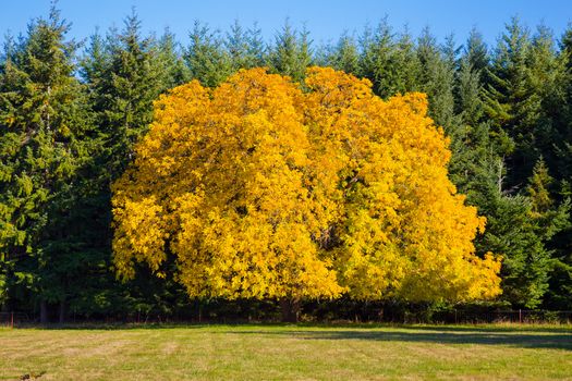 This tree is completely different from the rest showing its unique fall autumn colors against a crowd of fir trees whos leaves don't change.