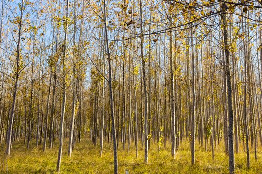 A tree farm is growing very straight trees whos leaves are changing color and starting to fall in autumn in oregon.