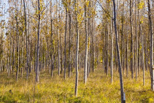 A tree farm is growing very straight trees whos leaves are changing color and starting to fall in autumn in oregon.