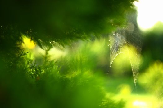 spider web on tree in garden with green background