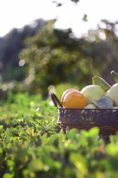 natural fruits in basket with leaf in garden