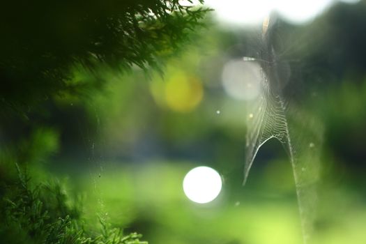 spider web on tree in garden with green background