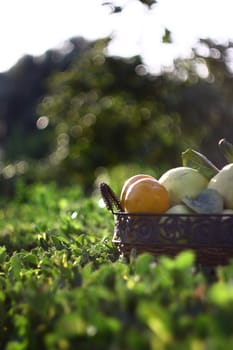 natural fruits in basket with leaf in garden