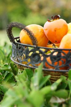 natural fruits in basket with leaf in garden