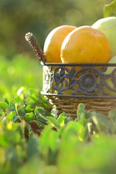 natural fruits in basket with leaf in garden