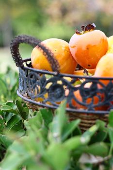 natural fruits in basket with leaf in garden