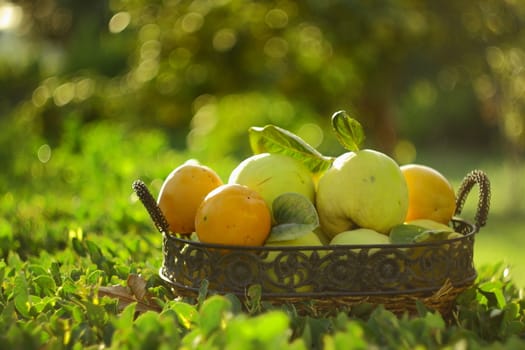 natural fruits in basket with leaf in garden