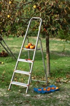 picking persimmons from tree with stairs