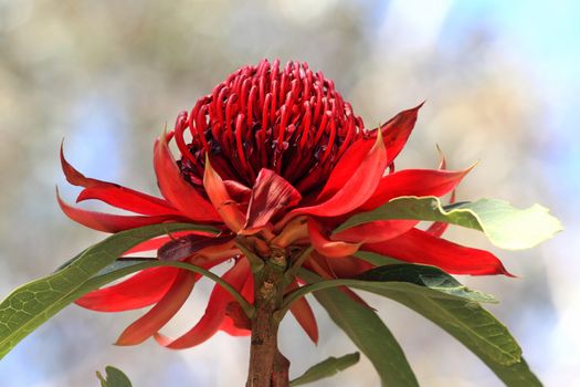 A slightly under perspective of the Australian Waratah in flower growing in natural habitat.