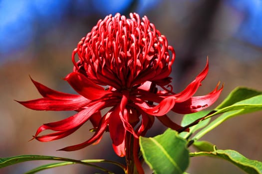 Waratah blooms in bushland under the spring sunshine  in NSW, Australia