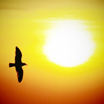 Seagull on sunset background with retro filter effect
