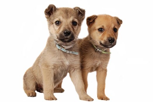 One male and one female mixed breed puppy on white