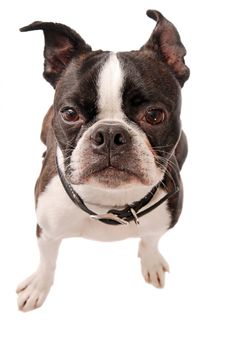 Cute Boston Terrier dog standing on a white background