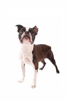 Brindle Boston Terrier dog standing and looking up on a white background
