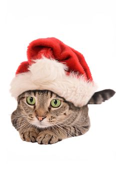 Cute Tabby Cat In a Santa Hat - Christmas holiday theme