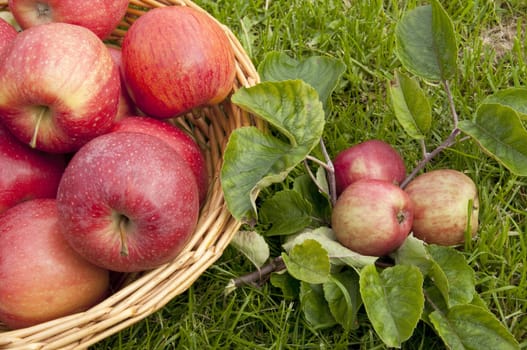 Apples in a basket on a green lawn in a garden